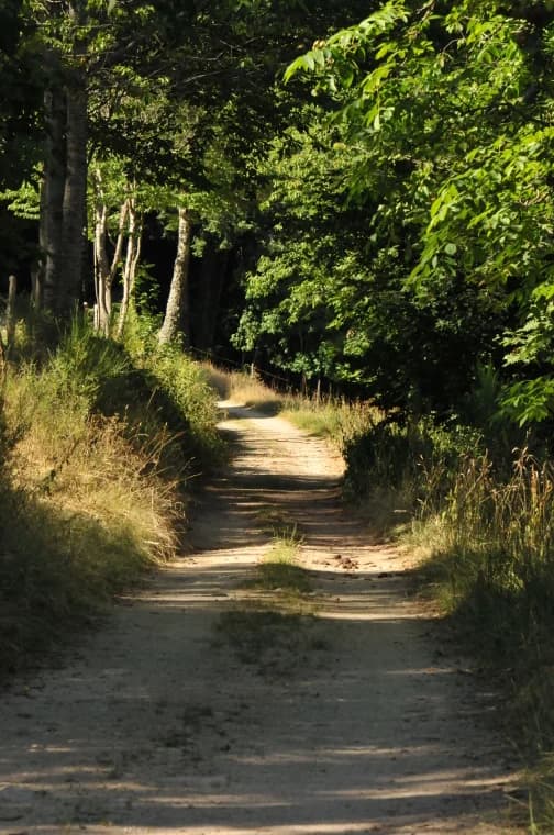 Sentier forestier ensoleillé, chemin de terre bordé d'herbes et de feuillages — randonnée sur le territoire